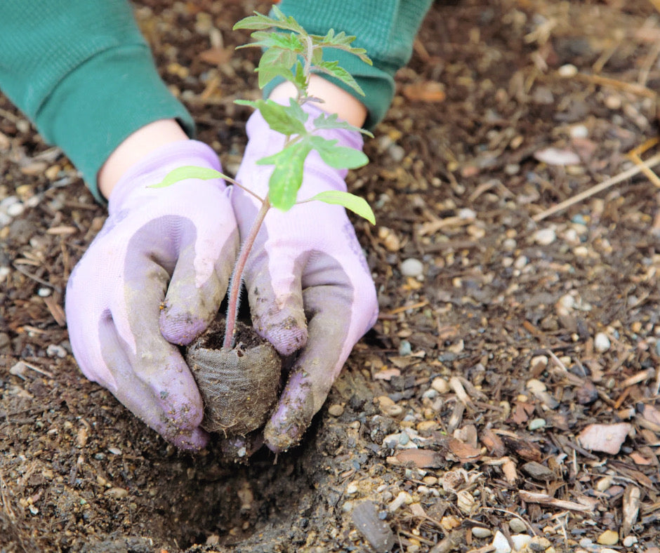 How to Start a Garden- 7 Simple Steps